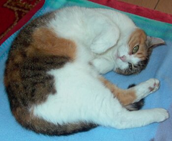 Beisitzerin M.E.D. GmbH Katze Luna